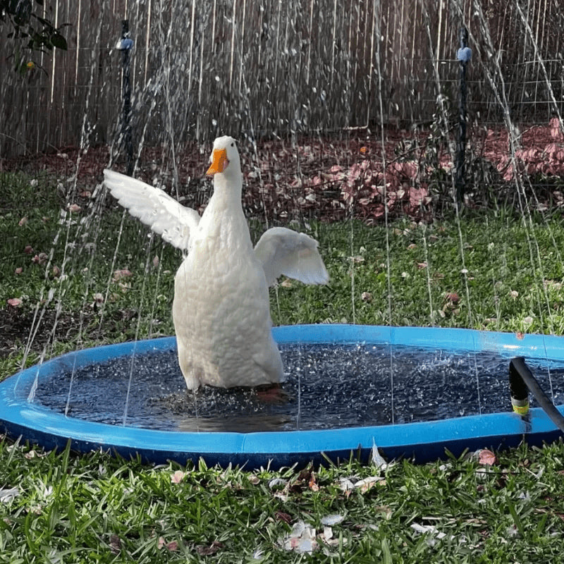 Pet Summer Sprinkler Pad - TheWellBeing4All